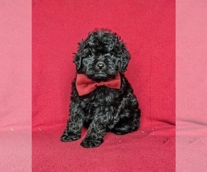 Medium Poodle (Miniature)