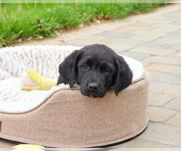 Medium Photo #5 Labrador Retriever Puppy For Sale in SYRACUSE, IN, USA