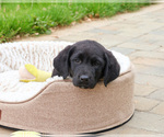 Small #4 Labrador Retriever