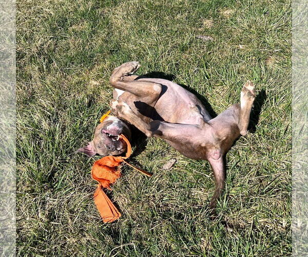 Medium Photo #20 Boxer-Unknown Mix Puppy For Sale in Germantown, OH, USA