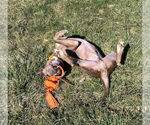Small #19 Boxer Mix