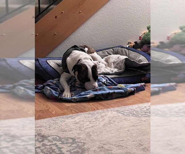 Medium Photo #3 Bullboxer Pit Puppy For Sale in Tacoma, WA, USA