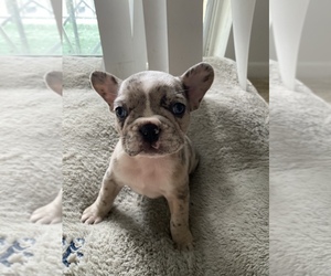French Bulldog Puppy for sale in KENDALL, FL, USA