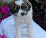 Small Photo #51 Maltipoo (Toy) Puppy For Sale in GOSHEN, IN, USA