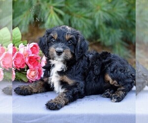 Cock-A-Poo Puppy for sale in CHRISTIANA, PA, USA