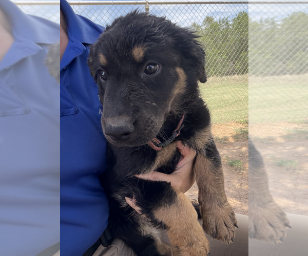 Medium Photo #2 Shepweiller Puppy For Sale in Coralville, IA, USA