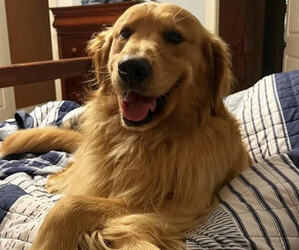 Father of the Golden Retriever puppies born on 09/14/2022