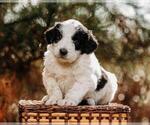Small Photo #9 Pyredoodle Puppy For Sale in EVERGREEN, NC, USA