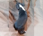 Small Photo #3 Boston Terrier Puppy For Sale in LOUISVILLE, KY, USA