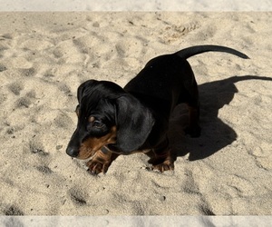 Medium Dachshund