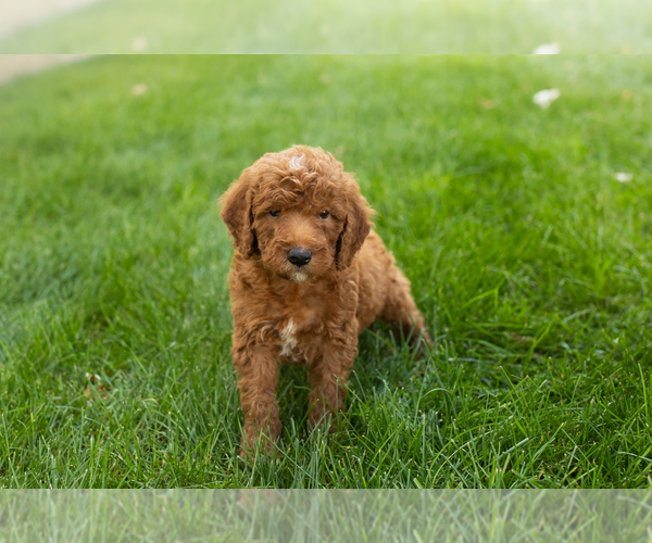 Medium Photo #26 Goldendoodle-Poodle (Miniature) Mix Puppy For Sale in NAPPANEE, IN, USA