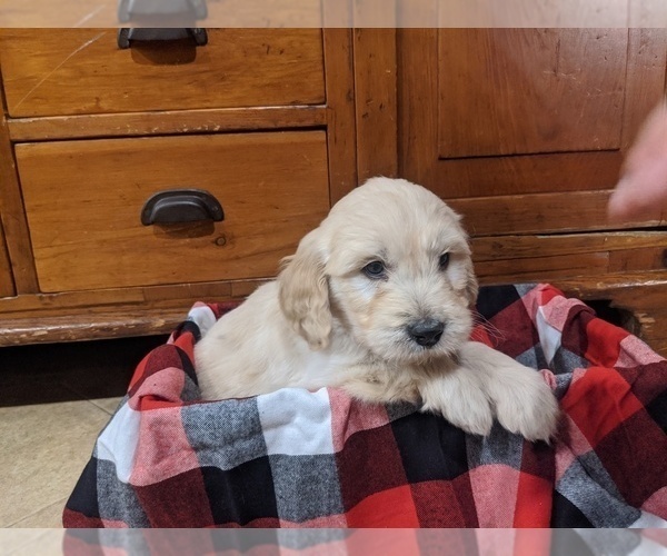 Full screen Photo #1 Goldendoodle Puppy For Sale in PORT TREVORTON, PA, USA