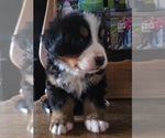 Small #2 Bernese Mountain Dog