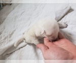 Small Photo #13 Labrador Retriever Puppy For Sale in NEW LENOX, IL, USA