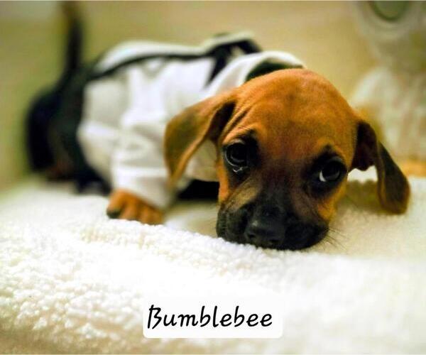 Medium Photo #4 French Bull Weiner Puppy For Sale in Los Angeles, CA, USA