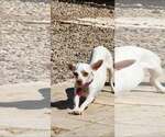 Small Chihuahua Mix