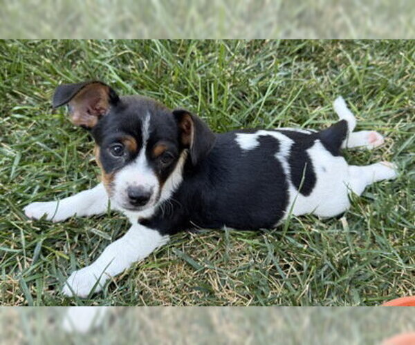 Medium Photo #2 Mutt Puppy For Sale in Pleasanton, CA, USA