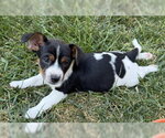 Small #1 Mutt