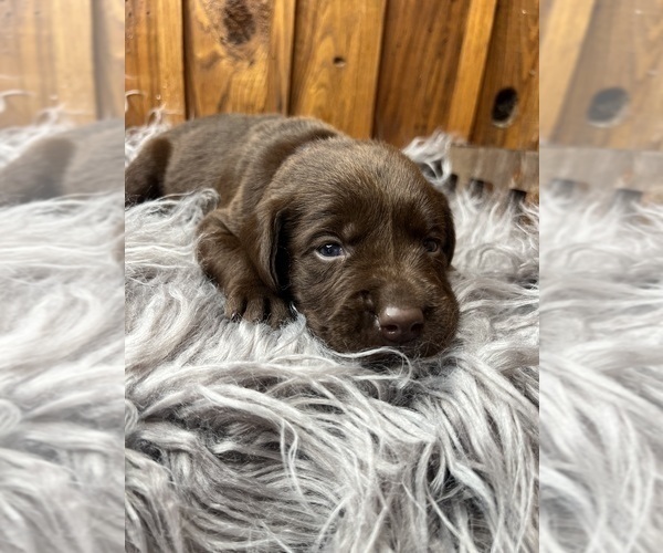 Medium Photo #9 Labrador Retriever Puppy For Sale in NEOLA, WV, USA