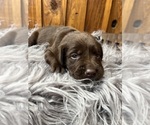 Small #8 Labrador Retriever