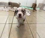 Small #8 American Pit Bull Terrier-American Staffordshire Terrier Mix