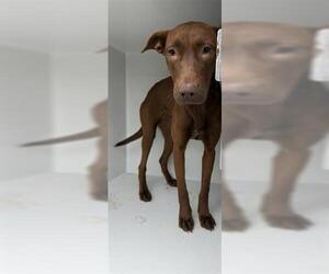 Labrador Retriever Dogs for adoption in Houston, TX, USA