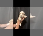 Small #1 Australian Shepherd