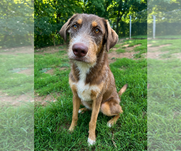 Medium Photo #3 Australian Shepherd-Unknown Mix Puppy For Sale in Pacolet, SC, USA