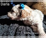 Small Photo #117 Goldendoodle (Miniature) Puppy For Sale in GASTONIA, NC, USA