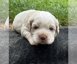 Image preview for Ad Listing. Nickname: Litter of 4