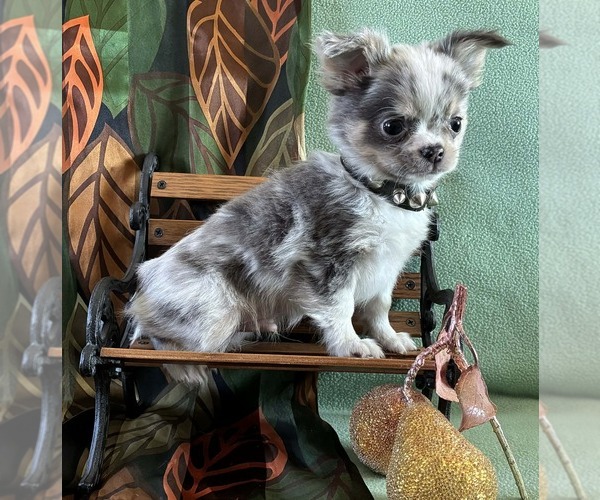Medium Photo #4 Chihuahua Puppy For Sale in NEWVILLE, PA, USA