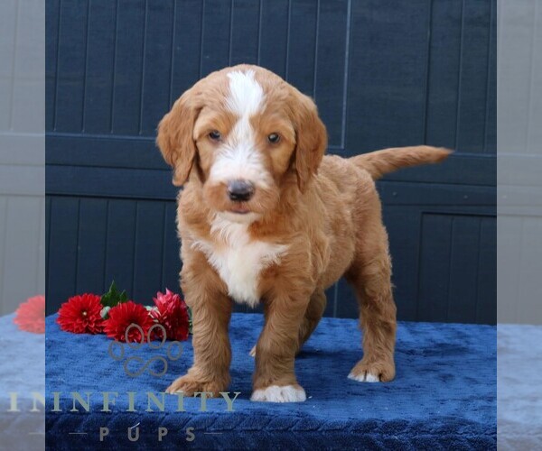 Medium Photo #3 Goldendoodle Puppy For Sale in LANCASTER, PA, USA