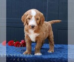 Small #2 Goldendoodle