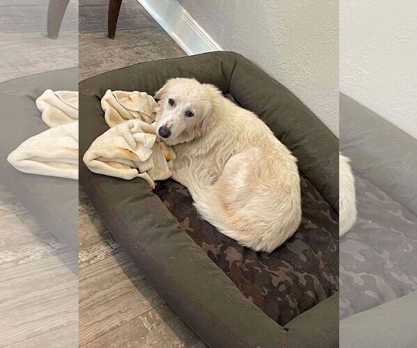 Medium Photo #5 Great Pyrenees-Unknown Mix Puppy For Sale in Houston, TX, USA