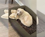 Small #4 Great Pyrenees Mix