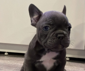 French Bulldog Puppy for sale in NORTH HOLLYWOOD, CA, USA
