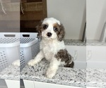 Small #6 Cavapoo