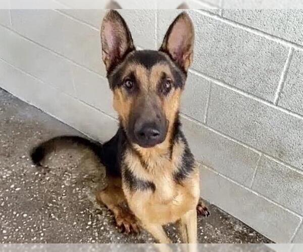 Medium Photo #1 German Shepherd Dog-Unknown Mix Puppy For Sale in Houston, TX, USA