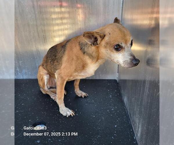 Medium Photo #1 Chihuahua-Unknown Mix Puppy For Sale in San Antonio, TX, USA