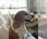 Small #11 Beagle