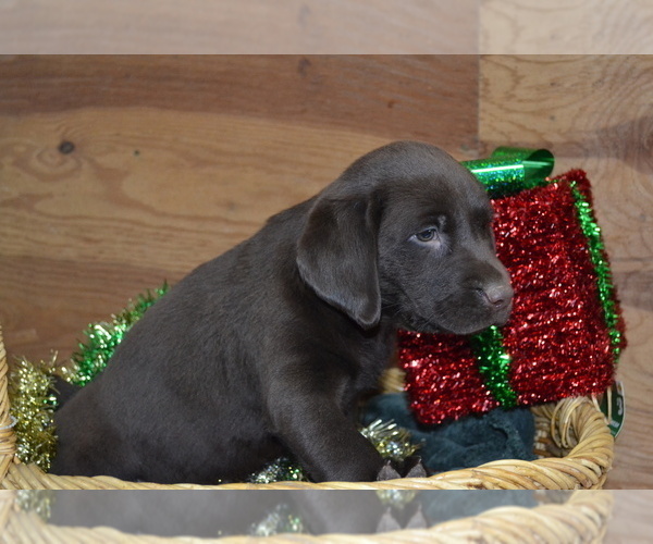 Medium Photo #5 Labrador Retriever Puppy For Sale in GREENWOOD, WI, USA