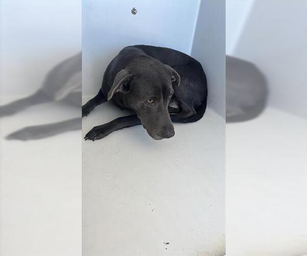 Medium Photo #1 Labrador Retriever Puppy For Sale in Houston, TX, USA