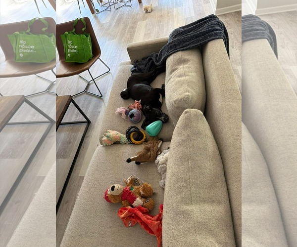 Medium Photo #6 American Staffordshire Terrier-Labrador Retriever Mix Puppy For Sale in Holly Springs, NC, USA