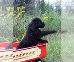 Small Photo #20 Poodle (Standard) Puppy For Sale in LAKE CITY, FL, USA