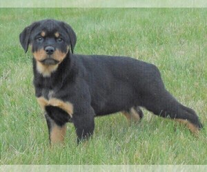 Rottweiler Puppy for sale in FREDERICKSBG, OH, USA