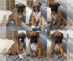 Small Photo #53 Boxer Puppy For Sale in GOSHEN, IN, USA