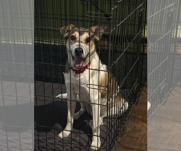 Medium Photo #1 Mutt Puppy For Sale in Princeton, MN, USA