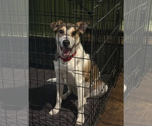 Mutt Dogs for adoption in Princeton, MN, USA