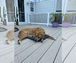 Small Photo #9 Labrador Retriever-Unknown Mix Puppy For Sale in Oakhurst, NJ, USA