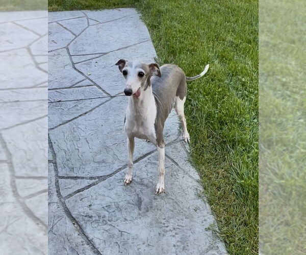 Medium Photo #11 Italian Greyhound-Unknown Mix Puppy For Sale in Farmington, MN, USA